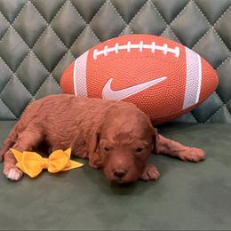 Maye - Red female Cavapoo puppy in Central, Arizona from Desert Valley Doodles