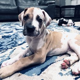 Girl 4 - Harlequin Great Dane puppy in Dundee, Michigan from Weslow AKC Danes