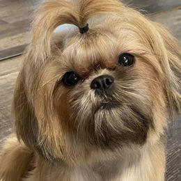 Shih Tzus from Lauren Black's Shih Tzu