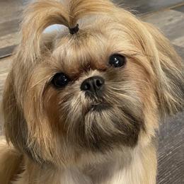 Shih Tzus from Lauren Black's Shih Tzu