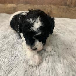 Amber - Parti female Poodle puppy in Haddam, Kansas from Golden B Acres