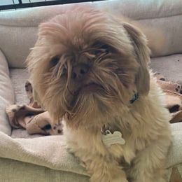 Buster - Shih Tzu