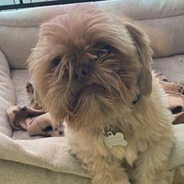 Buster - Shih Tzu