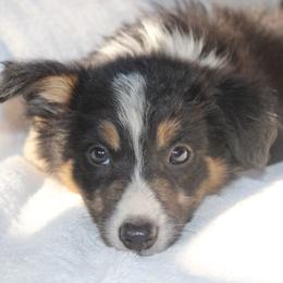 Urban - Tri-color male Border Collie puppy in Cedartown, Georgia from Ferguson Border Collies