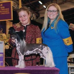 Zander - Chinese Crested
