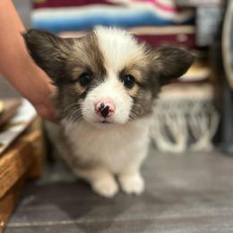 Black collar boy - Sable male Pembroke Welsh Corgi puppy in Flat Rock, Alabama from Fluffy Butt Acres