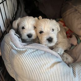 Miniature Schnauzer Puppies from Miles Family Schnauzers