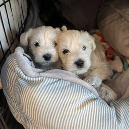 Miniature Schnauzer Puppies from Miles Family Schnauzers