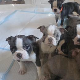 Boston Terriers from 907 Bostons