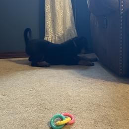 Rottweiler Puppies from Vom Rohrbach Rottweilers
