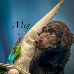 Meg - Silver-beige  female Poodle puppy in Greenville, North Carolina from Grace Poodles