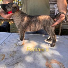 Girl 5 - Brindle female Anatolian Shepherd Dog puppy in Daggett, Michigan from T&S Anatolians