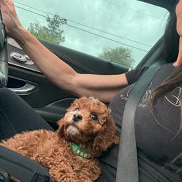 Mo - Red male Cavapoo puppy in South Jordan, Utah from Wasatch Pup