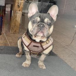 KHAZA  - French Bulldog