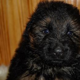 Brown collar - Black and red male German Shepherd puppy in Howell, Michigan from Sheyenne’s Shepherds