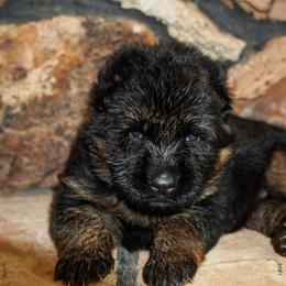 Green Collar - Black and red male German Shepherd puppy in Howell, Michigan from Sheyenne’s Shepherds