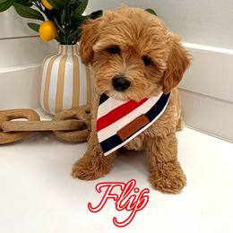 Flip - Apricot male Maltipoo puppy in Buford, Georgia from Petite Posh Puppies