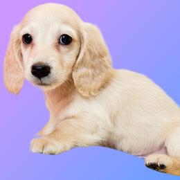 Bogey - Cream male Dachshund puppy in Ocala, Florida from Sugarbakers Kennel