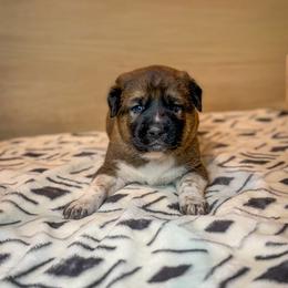 Red collar - Red fawn male Anatolian Shepherd Dog puppy in Spokane, Washington from 4D Cattle Dogs