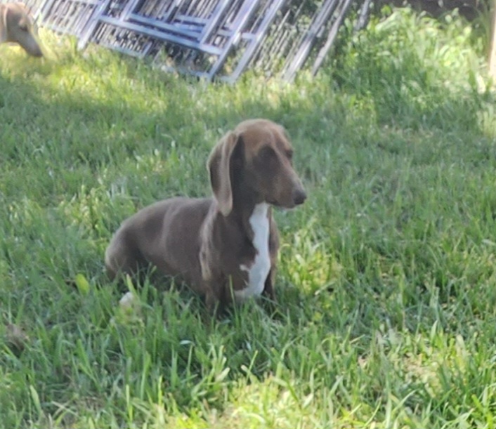 Snoop - Dachshund