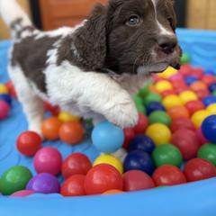 Saint Berdoodle Puppies from Gentle Giant Saint Berdoodles