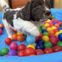 Saint Berdoodle Puppies from Gentle Giant Saint Berdoodles