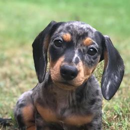 Dachshund Puppies from Ballad of Dachshunds