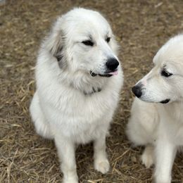 Great Pyrenees All Grown Up from McCarthy Ranchette