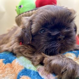 AKC Oakley - Chocolate male Shih Tzu puppy in Statesboro, Georgia from Magnolia Small Breeds