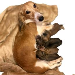 Male 2 - Cream male Dachshund puppy in Medina, Ohio from STORIED DOXIES