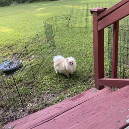 Avanti’s Daenerys Rose - Pomeranian