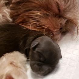Maltese, Maltipoo, Poodle, and Shih Tzu Puppies from Marlees Puppies 1