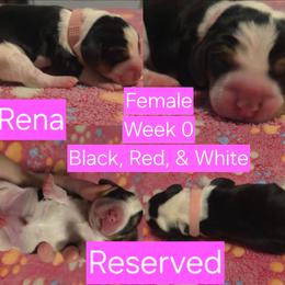 Rena Pink Female - Black red and white female Beagle puppy in Bemidji, Minnesota from Nse Farms Beagles