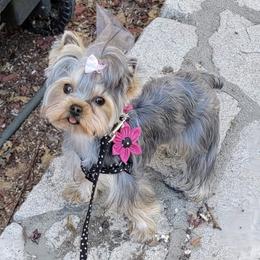 Yorkshire Terrier Puppies from Empress Kiss Yorkies