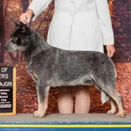 Roo - Australian Cattle Dog