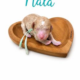 Nala(Teal) - Red  female Poodle puppy in Stuart Fl, Florida from Lincoln & Lady Co.
