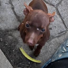 XCM3-Terquiose-Tiny - Chocolate and rust male Miniature Pinscher puppy in Middle Point, Ohio from Knisely's Min Pins-AKC