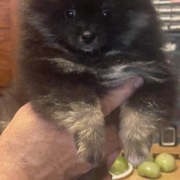 Pomeranian Puppies from Danco Pomeranians