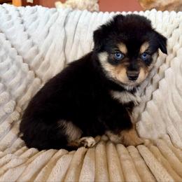 Sandy - Black tri female Miniature Australian Shepherd puppy in New Hampton, Iowa from Full River Australian Shepherds