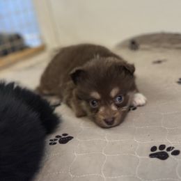 Nebula - Red tri-color female Australian Shepherd puppy in Phoenix, Arizona from Oma K’s Aussies