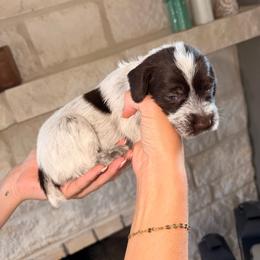 Light Pink - Brown and gray female Wirehaired Pointing Griffon puppy in Devine, Texas from Tombstone Kennels