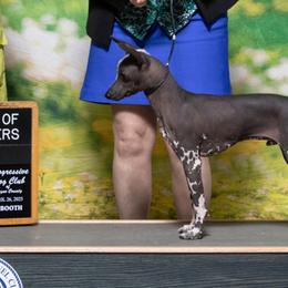 Cavalier King Charles Spaniels and Xoloitzcuintli from Kingslee Kennels