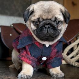 Stitch - Fawn male Pug puppy in Winter Haven, Florida from The Pugarazzi