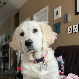 Golden Retriever Puppies from Golden Bunns Retrievers