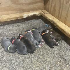 Mountain Cur Puppies from Walnut Ridge Mountain Curs