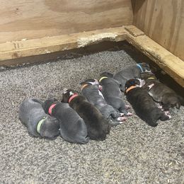 Mountain Cur Puppies from Walnut Ridge Mountain Curs