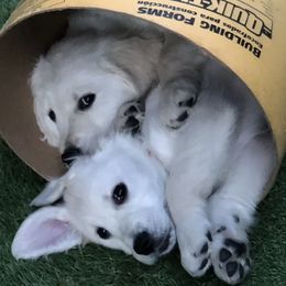 Golden Retrievers from Shari Baldwin