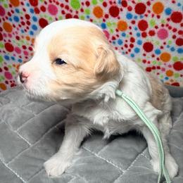 Mint - Parti male Maltipoo puppy in Clarksville, Tennessee from Bee Mine Maltipoos and Pomeranians