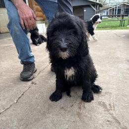 Light blue - Black and white male Sheepadoodle puppy in Eleva, Wisconsin from Molly’s Doodles