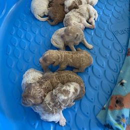 Aussiedoodle Puppies from Aussiedoodles in Dixie